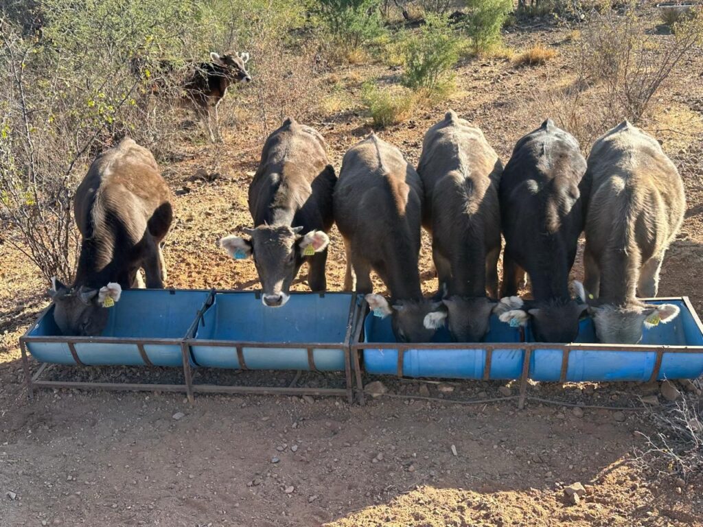 fd332588-fda0-4626-b7d0-a5aa675567ce-1-1024x768 AMENAZA APERTURA DE FRONTERA SUR GANADERÍA NACIONAL