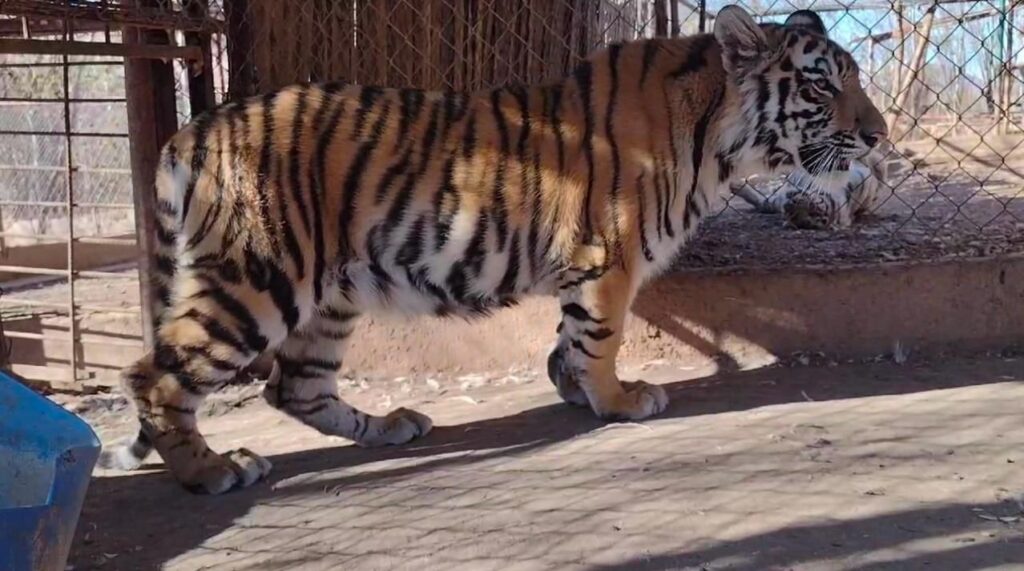 75de64ab-67e2-42fd-9df7-983f226dc4d3-1024x571 Felinos Rescatados: Víctimas Silenciosas de la Violencia en Sinaloa