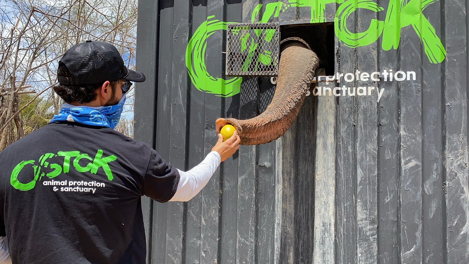 Éxodo Animal en Culiacán: Más de 700 Especies Huyen de la Violencia hacia Mazatlán